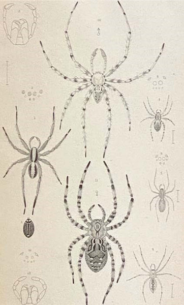 The Spiders of the United States. A Collection of the Arachnological Writings of Nicholas Marcellus Hentz, M.D. (Occasional Papers of the Boston Society of Natural History. II [2])
