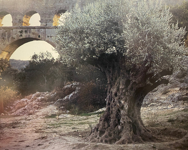 Thomas Jefferson's Journey to the South of France