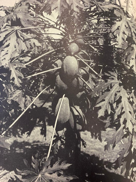The World Was My Garden: Travels of a Plant Explorer