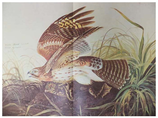 The Original Water-Color Paintings by John James Audubon for The Birds of America, in Two Volumes [Watercolor]
