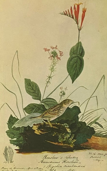 The Original Water-Color Paintings by John James Audubon for The Birds of America, in Two Volumes [Watercolor]