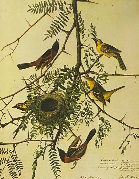 The Original Water-Color Paintings by John James Audubon for The Birds of America, in Two Volumes [Watercolor]