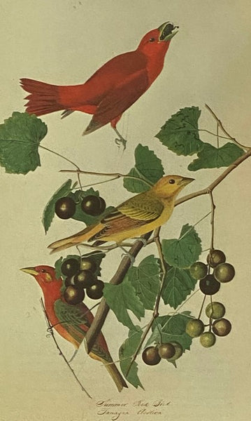 The Original Water-Color Paintings by John James Audubon for The Birds of America, in Two Volumes [Watercolor]