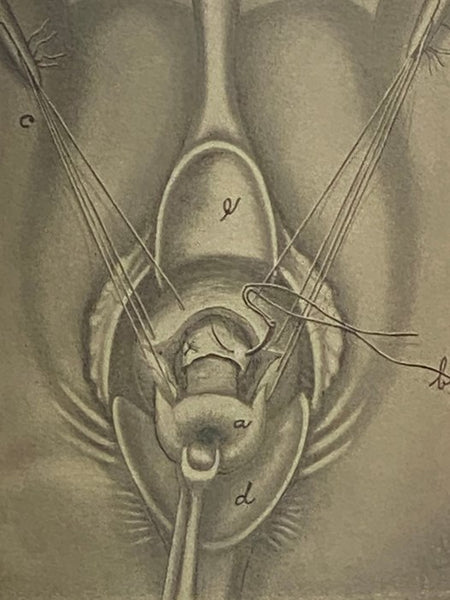 A New Clinical Surgery, Complete in One Volume