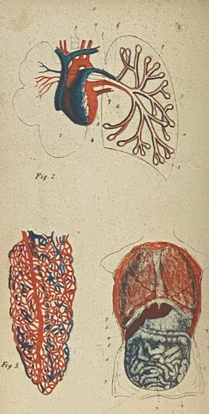 Popular Anatomy and Physiology, Adapted to the Use of Students and General Readers