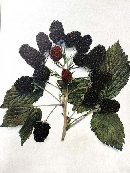 The Small Fruits of New York (Report of the New York Agricultural Experiment Station for the Year Ending June 30, 1925, Volume II [2]) (State of New York - Department of Farms and Markets Thirty-third Annual Report, Part II)