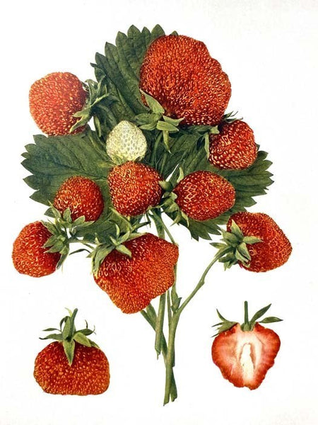 The Small Fruits of New York (Report of the New York Agricultural Experiment Station for the Year Ending June 30, 1925, Volume II [2]) (State of New York - Department of Farms and Markets Thirty-third Annual Report, Part II)