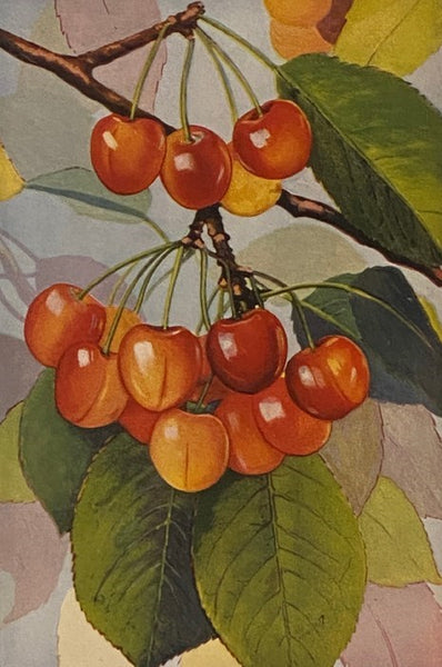 The Encyclopedia of Food: The Stories of the Foods by Which We Live, How and Where They Grow and Are Marketed, Their Comparative Values and How Best to Use and Enjoy Them