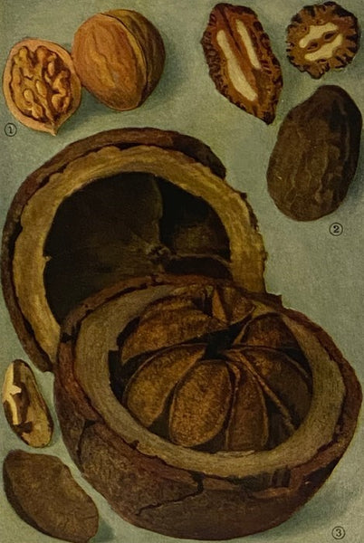The Encyclopedia of Food: The Stories of the Foods by Which We Live, How and Where They Grow and Are Marketed, Their Comparative Values and How Best to Use and Enjoy Them