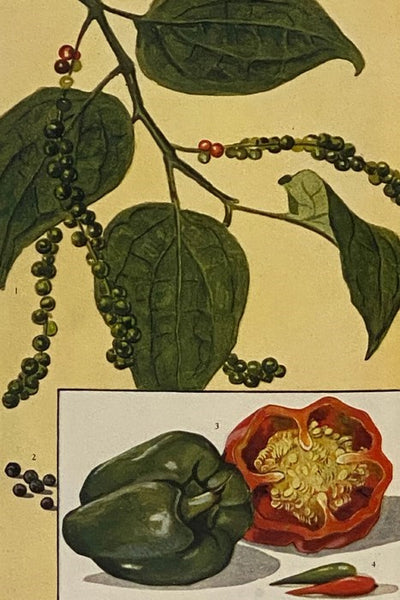 The Encyclopedia of Food: The Stories of the Foods by Which We Live, How and Where They Grow and Are Marketed, Their Comparative Values and How Best to Use and Enjoy Them