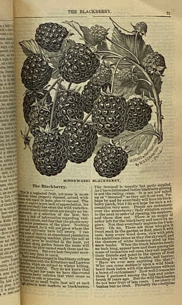Green's Six Books: Devoted to Apple Culture, Pear Culture, Plum and Cherry Culture, Raspberry and Blackberry Culture, Grape Culture, Strawberry, Currant, Gooseberry and Persimmon Culture