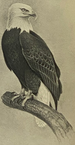 The North American Eagles and Their Economic Relations (U.S. Department of Agriculture, Biological Survey, Bulletin No. 27)