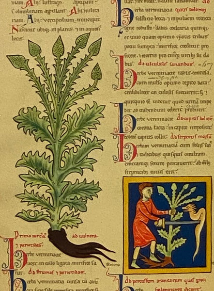 British Herbs and Vegetables (Britain in Pictures: The British People in Pictures)