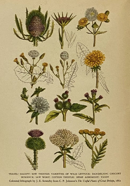 British Herbs and Vegetables (Britain in Pictures: The British People in Pictures)