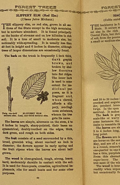 Forest Trees of Maryland: How to Know Them (University of Maryland, State Department of Forestry)