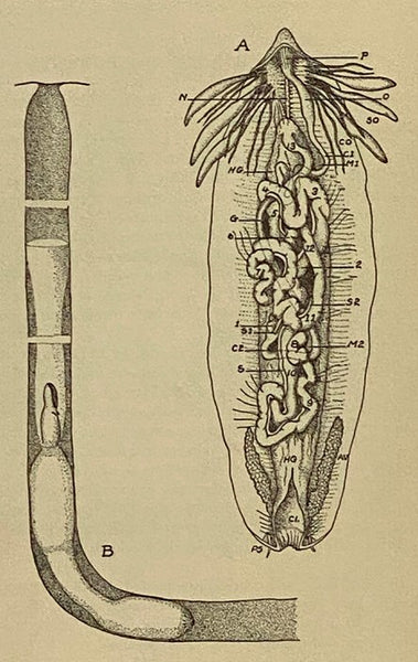 The Embryology of the Echiuroid Worm Urechis Caupo