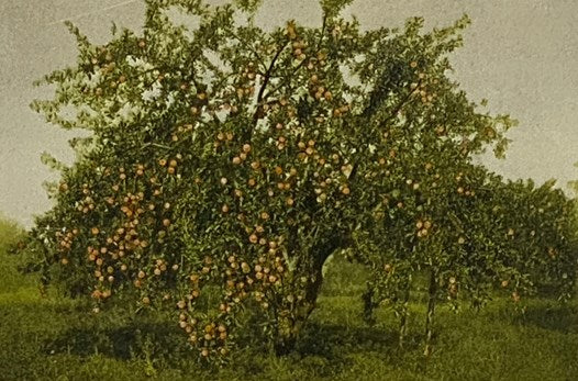 Productive Orcharding: Modern Methods of Growing and Marketing Fruit (Lippincott's Farm Manuals)