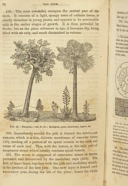 Class-Book of Botany, Designed for Colleges, Academies and Other Seminaries. In Two Parts: Part I. The Elements of Botanical Science. Part II. The Natural Orders. Illustrated by a Flora of the Northern, Middle and Western States. Particularly of the Unit…