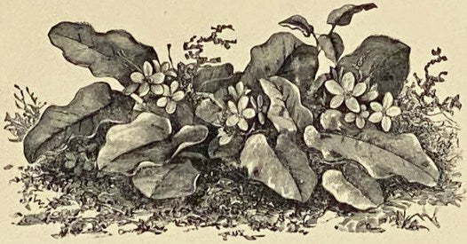 Trailing Arbutus: Poems Selected