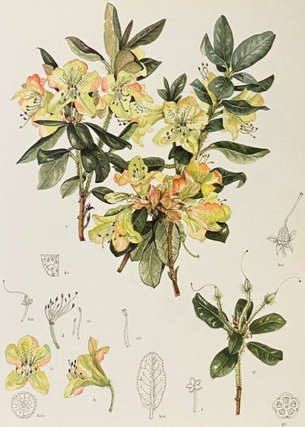 The Book of Rhododendrons