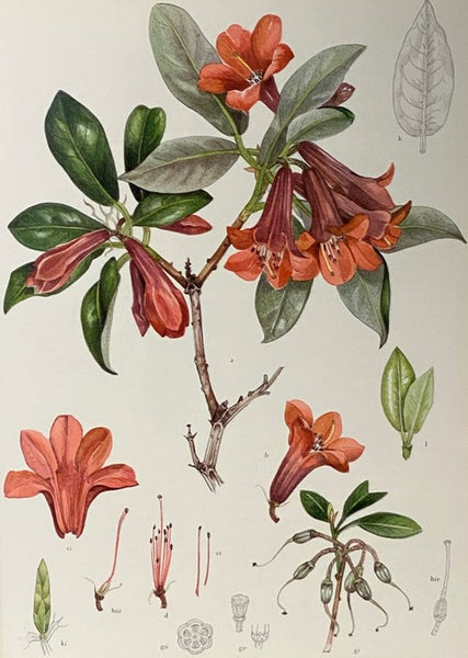 The Book of Rhododendrons