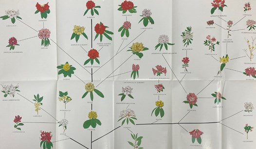 Rhododendrons of the World and How to Grow Them