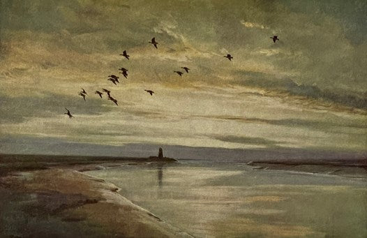 The Snow Goose
