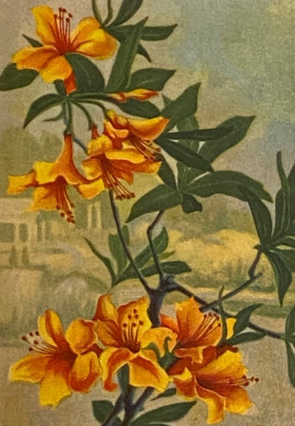 The Nature Library, in Six Volumes: Garden Flowers; Birds; Wildflowers; Animals; Trees; Butterflies