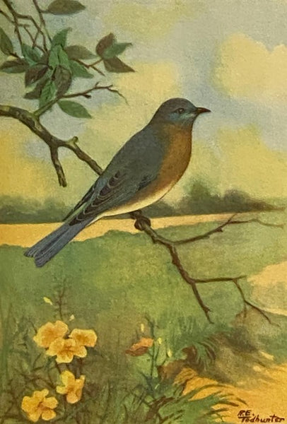 The Nature Library, in Six Volumes: Garden Flowers; Birds; Wildflowers; Animals; Trees; Butterflies