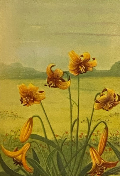 The Nature Library, in Six Volumes: Garden Flowers; Birds; Wildflowers; Animals; Trees; Butterflies