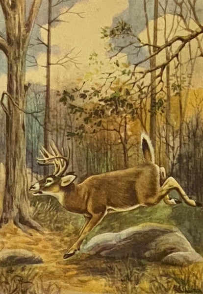 The Nature Library, in Six Volumes: Garden Flowers; Birds; Wildflowers; Animals; Trees; Butterflies