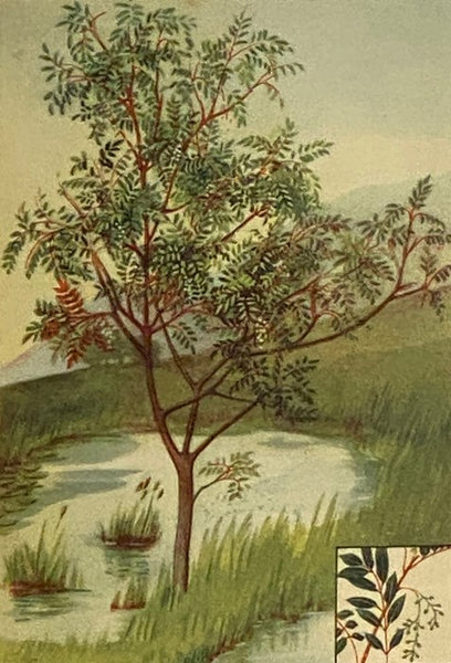 The Nature Library, in Six Volumes: Garden Flowers; Birds; Wildflowers; Animals; Trees; Butterflies