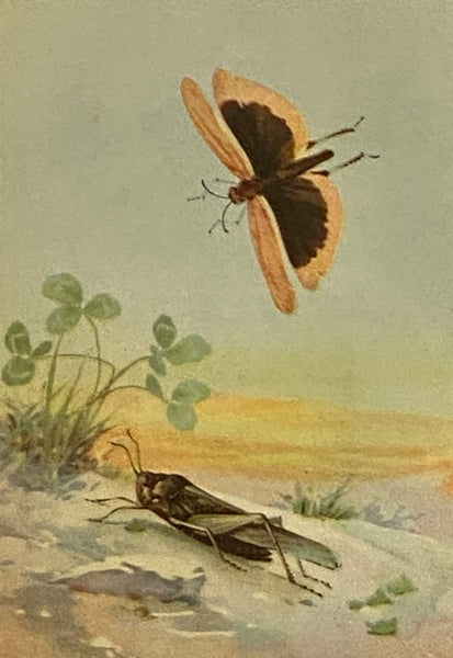 The Nature Library, in Six Volumes: Garden Flowers; Birds; Wildflowers; Animals; Trees; Butterflies