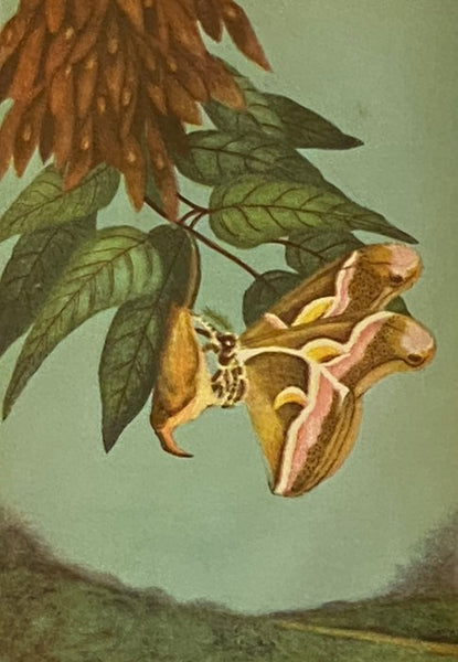 The Nature Library, in Six Volumes: Garden Flowers; Birds; Wildflowers; Animals; Trees; Butterflies