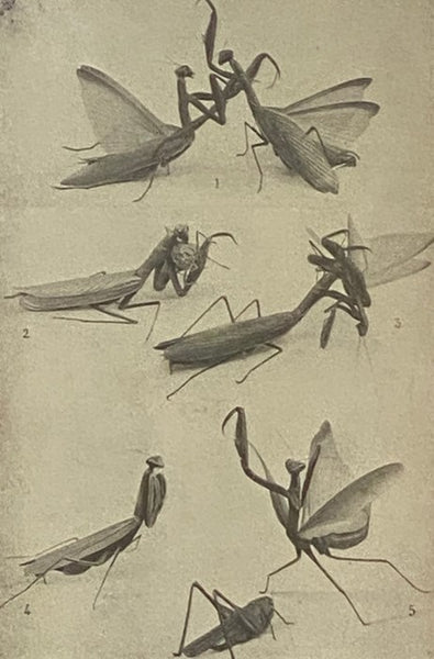 Social Life in the Insect World