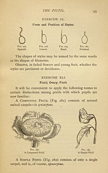 Descriptive Botany: A Practical Guide to the Classification of Plants, with a Popular Flora (Appleton's Science Text-Books)