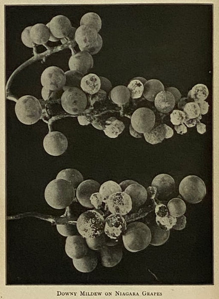 Fungous Diseases of Plants, with Chapters on Physiology, Culture Methods and Technique (Country Life Education Series) [Fungus]