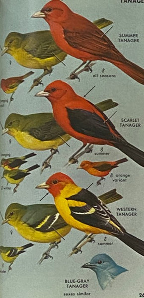 A Field Guide to the Birds East of the Rockies: A Completely New Guide to All the Birds of Eastern and Central North America