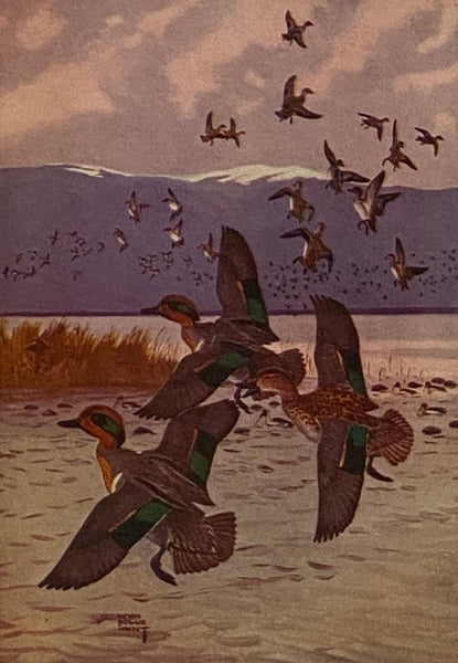 A Book on Duck Shooting
