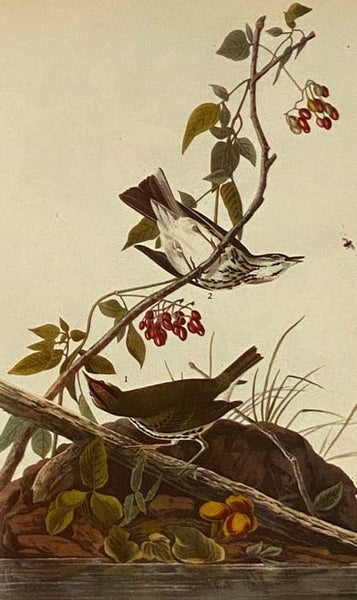 The Birds of America, with a Foreword and Descriptive Captions