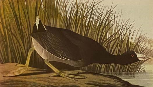 The Birds of America, with a Foreword and Descriptive Captions