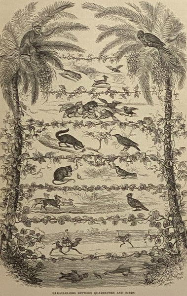 Johnson's Natural History, Comprehensive, Scientific, and Popular, Illustrating and Describing the Animal Kingdom, with Its Wonders and Curiosities, from Man, through All the Divisions, Classes, and Orders, to the Animalcules in a Drop of Water; Showing …