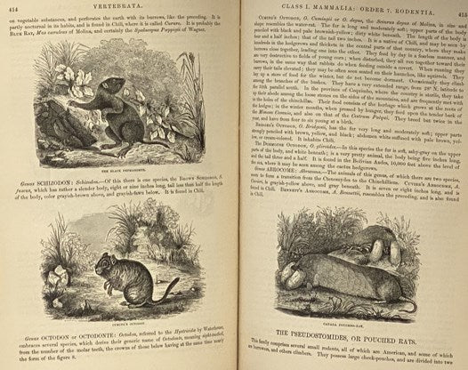 Johnson's Natural History, Comprehensive, Scientific, and Popular, Illustrating and Describing the Animal Kingdom, with Its Wonders and Curiosities, from Man, through All the Divisions, Classes, and Orders, to the Animalcules in a Drop of Water; Showing …