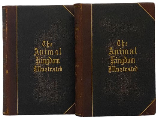 Johnson's Natural History, Comprehensive, Scientific, and Popular, Illustrating and Describing the Animal Kingdom, with Its Wonders and Curiosities, from Man, through All the Divisions, Classes, and Orders, to the Animalcules in a Drop of Water; Showing …