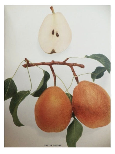 The Pears of New York (Report of the New York Agricultural Experiment Station for the Year 1921, Volume II) (State of New York - Department of Agriculture Twenty-Ninth Annual Report, Vol. 2, Part II)