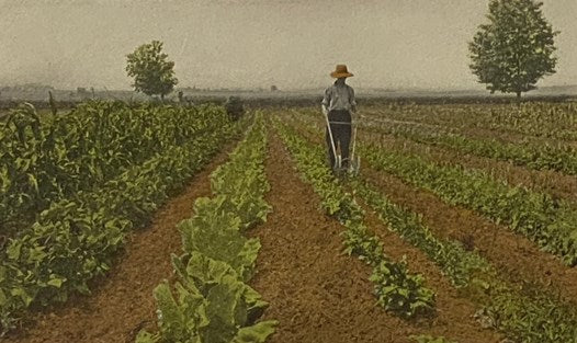 Productive Vegetable Growing (Lippincott's Farm Manuals)