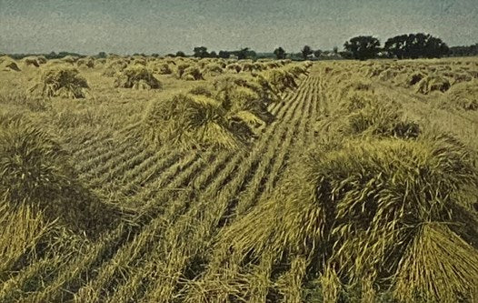 Productive Farm Crops (Lippincott's Farm Manuals)