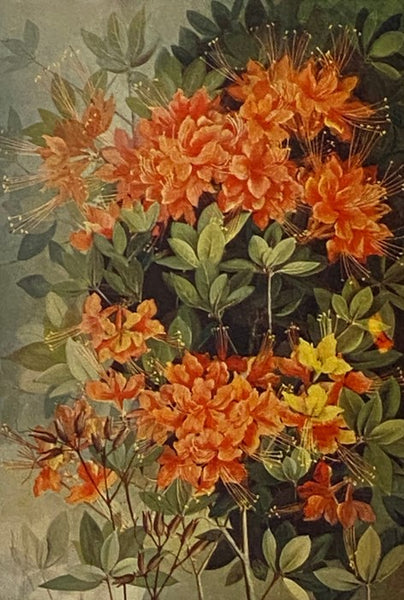 Southern Wild Flowers and Trees, Together with Shrubs, Vines and Various Forms of Growth Found through the Mountains, the Middle District and the Low Country of the South [Wildflowers]