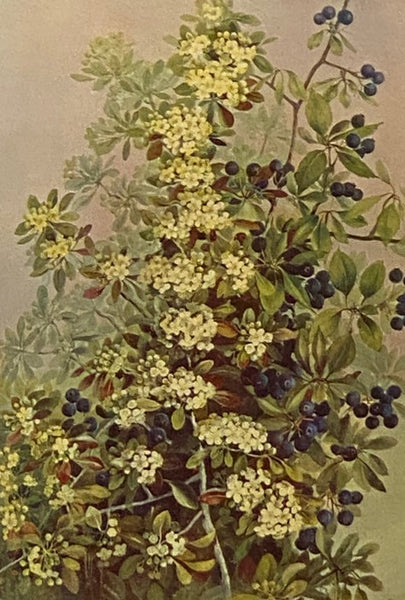 Southern Wild Flowers and Trees, Together with Shrubs, Vines and Various Forms of Growth Found through the Mountains, the Middle District and the Low Country of the South [Wildflowers]