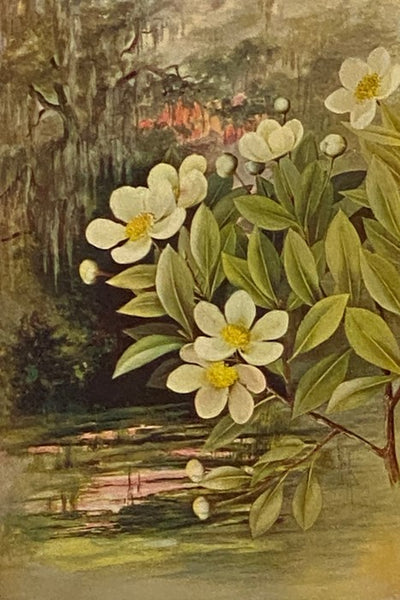 Southern Wild Flowers and Trees, Together with Shrubs, Vines and Various Forms of Growth Found through the Mountains, the Middle District and the Low Country of the South [Wildflowers]